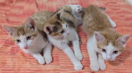 2 ( 3) ca. 4 Monate alte liebevolle Kitten suchen ein schönes neues Zuhause