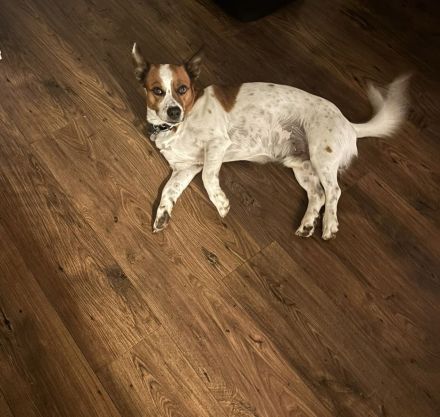 MARLEY SUCHT SEIN TRAUM-ZUHAUSE