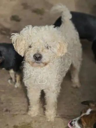 Mogli, wer gibt diesem lieben Hundesenior ein sorgenfreies Zuhause? 10J, 45cm