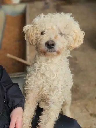 Mogli, wer gibt diesem lieben Hundesenior ein sorgenfreies Zuhause? 10J, 45cm