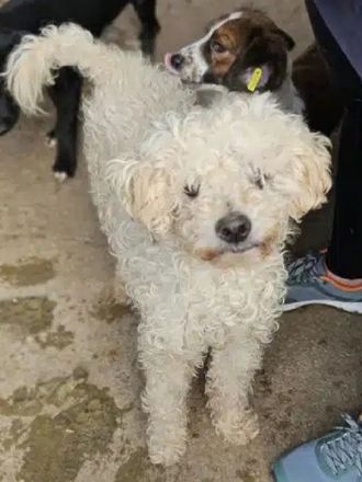Mogli, wer gibt diesem lieben Hundesenior ein sorgenfreies Zuhause? 10J, 45cm