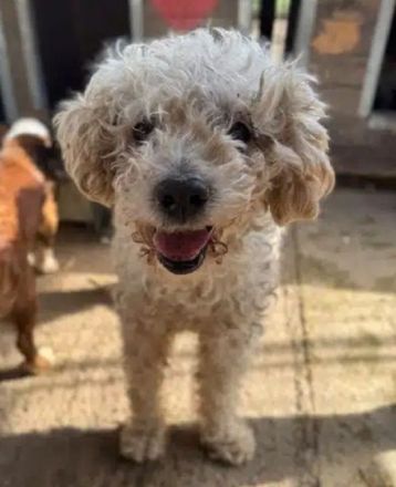 Mogli, wer gibt diesem lieben Hundesenior ein sorgenfreies Zuhause? 10J, 45cm