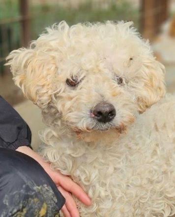 Mogli, wer gibt diesem lieben Hundesenior ein sorgenfreies Zuhause? 10J, 45cm