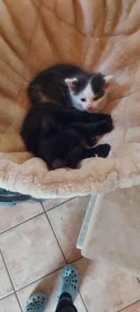 Main Coon BKH Mix Kitten