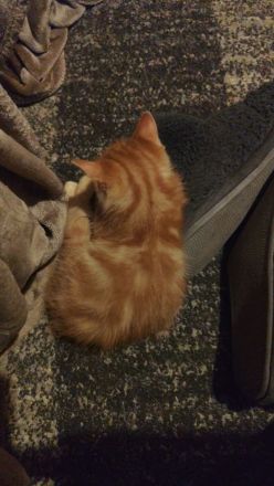 Main Coon BKH Mix Kitten