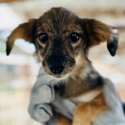 Tiffy, süße Junghündin sucht verständnis- und liebevolle Menschen, die ihr die Welt zeigen, 5M, 25cm