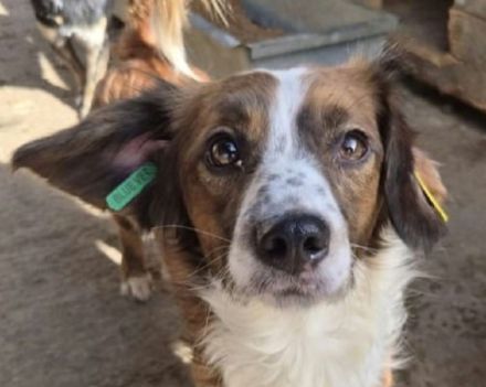 Toddy, kleiner Hund mit großem Herzen! 4J, 35 cm