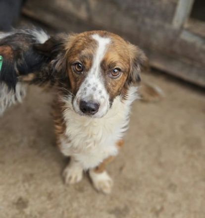 Toddy, kleiner Hund mit großem Herzen! 4J, 35 cm