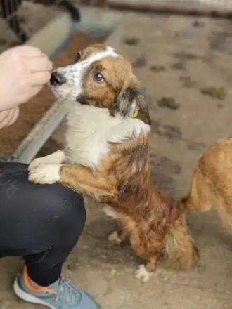 Toddy, kleiner Hund mit großem Herzen! 4J, 35 cm