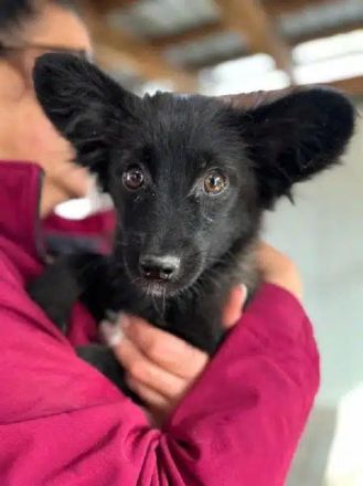Tracy, 6-monatige Junghündin möchte Vertrauen bei geduldigen, lieben Menschen lernen, 30cm