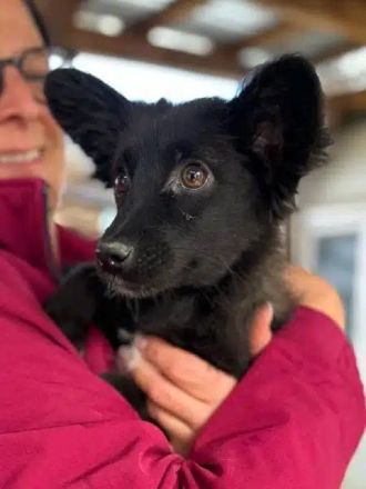 Tracy, 6-monatige Junghündin möchte Vertrauen bei geduldigen, lieben Menschen lernen, 30cm