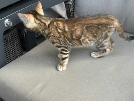 Bengal kitten Snow oder Braun mit Stammbaum