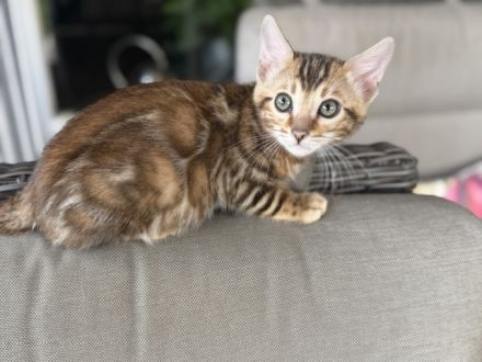 Bengal kitten Snow oder Braun mit Stammbaum