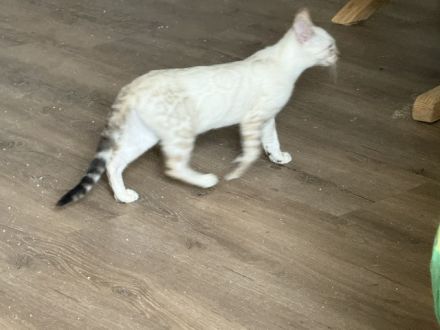 Bengal kitten Snow oder Braun mit Stammbaum