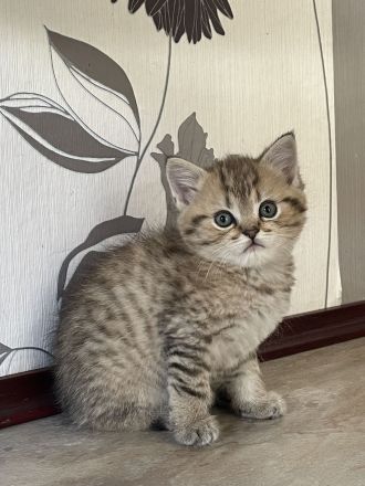 BKH Kitten suchen neues Zuhause