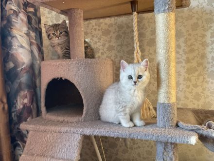 BKH Kitten suchen neues Zuhause