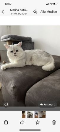 BKH Kitten suchen neues Zuhause