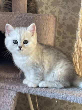 BKH Kitten suchen neues Zuhause
