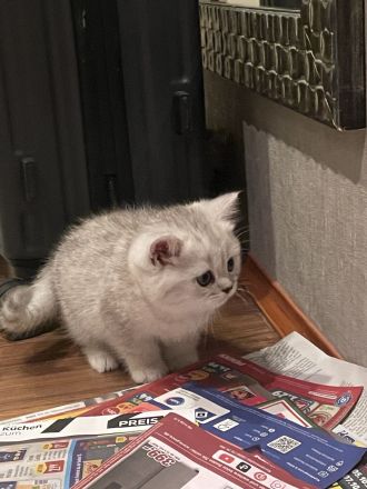 BKH Kitten suchen neues Zuhause