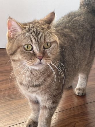BKH Kitten suchen neues Zuhause