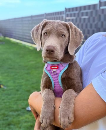 Labrador Welpen Silber Mädchen / Düsseldorf Köln NRW/ Abgabebereit
