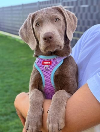 Labrador Welpen Silber Mädchen / Düsseldorf Köln NRW/ Abgabebereit
