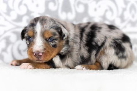 Toy Aussie Welpen (Mini Aussie) blue merle und black bi