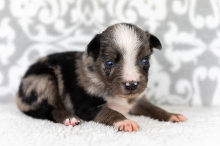 Toy Aussie Welpen (Mini Aussie) blue merle und black bi