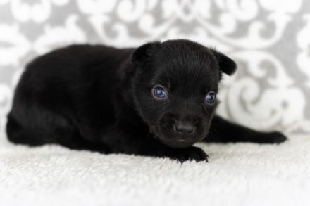 Toy Aussie Welpen (Mini Aussie) blue merle und black bi