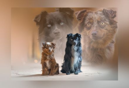 Toy Aussie Welpen (Mini Aussie) blue merle und black bi