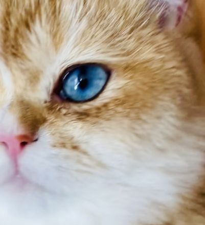 BKH Chocolate Golden DBE Kater Dominant Blue Eyes zur Zucht