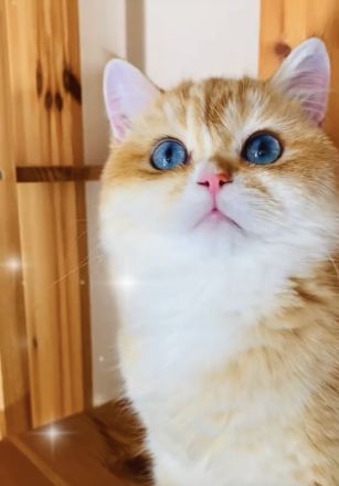 BKH Chocolate Golden DBE Kater Dominant Blue Eyes zur Zucht