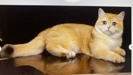 BKH Chocolate Golden DBE Kater Dominant Blue Eyes zur Zucht