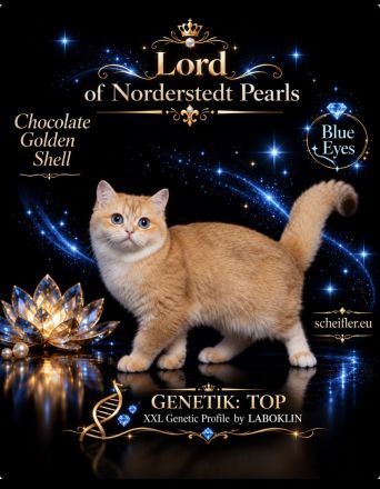 BKH Chocolate Golden DBE Kater Dominant Blue Eyes zur Zucht