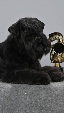 Zwergschnauzer