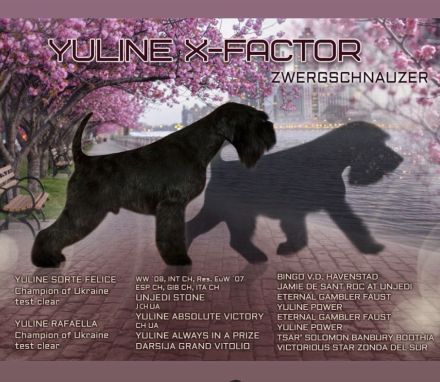 Zwergschnauzer