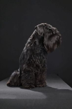 Zwergschnauzer