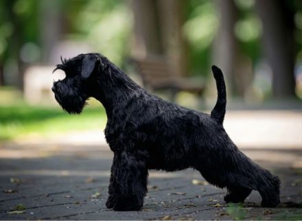 Zwergschnauzer