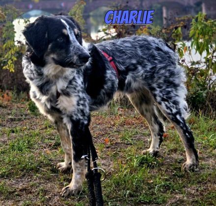 Charlie, 03/26 - fröhlicher Junghund wartet in 64646 Heppenheim auf seine Menschen