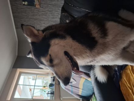 Mali-Huskymischling