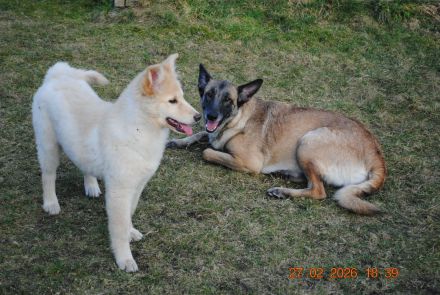 Mali-Huskymischling