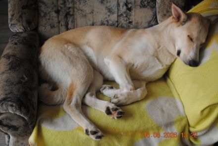 Mali-Huskymischling