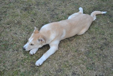 Mali-Huskymischling