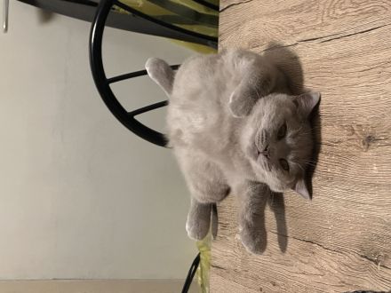Bkh Katze kastriert