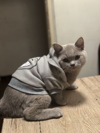 Bkh Katze kastriert