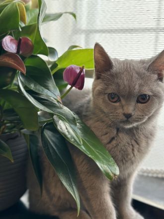 Bkh Katze kastriert