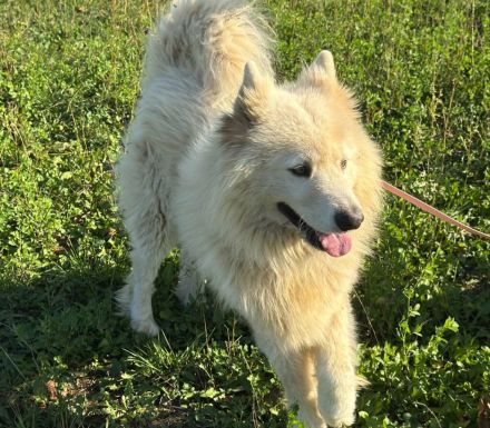 Samojedenrüde Liucky