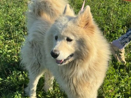 Samojedenrüde Liucky