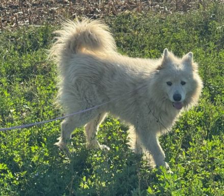 Samojedenrüde Liucky
