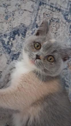 BKH MĂ€dchen Blue Tortie White